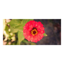 Red flower rack card template