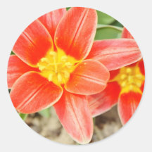 Red Flower with Yellow Center Round Stickers