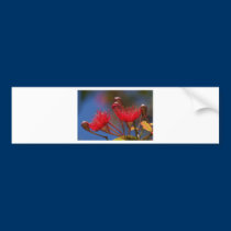 Red-flowering Gum bumper stickers