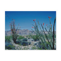 Red Flowering Ocotillo flowers Post Cards