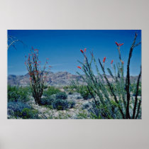 Red Flowering Ocotillo flowers Print