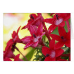 Red Flowers Greeting Cards