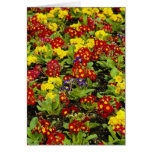Red Flowers flowers Cards