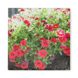 red flowers in the sun magnet