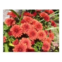 Red Flowers postcard