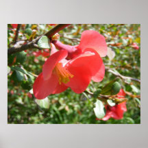 Red Flowers Posters