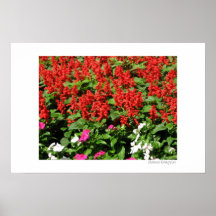 Red Flowers Print