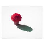 Red Flowers White Bucket and Shadow Photo Print