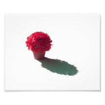 Red Flowers White Bucket and Shadow Photo Print