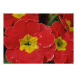 Red Flowers With Yellow Centres flowers Announcement