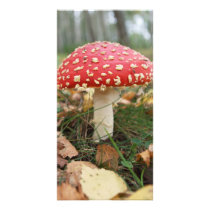 Red Fly Agaric Photocard Photo Greeting Card