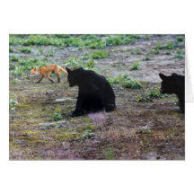 Red Fox and Black Bears in Alaska Card
