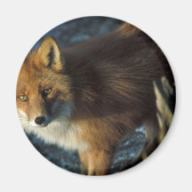 Red Fox at Shipwreck Courtney Ford Fridge Magnet
