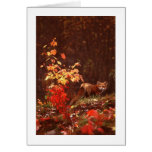 Red Fox Autumn Cards