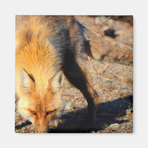 Red Fox Habitat Square Magnet