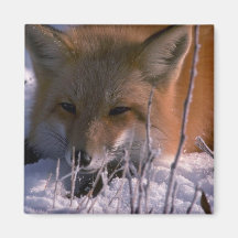 Red Fox (head shot) Refrigerator Magnet