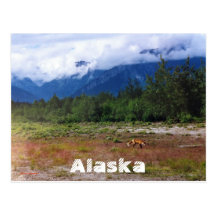 Red Fox in Alaska Meadow Postcards
