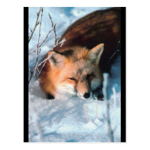 Red Fox in Snow Postcards