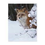 Red Fox in the Snow Postcard