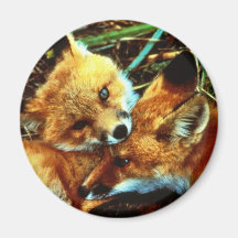 Red Fox Kits Refrigerator Magnets
