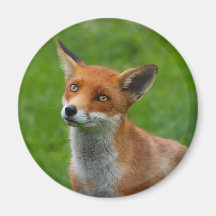 Red Fox Magnet