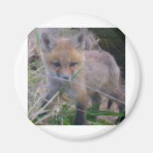 RED FOX MAGNET