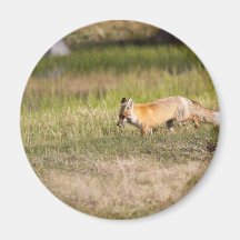 Red Fox Magnets