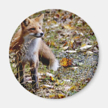 Red Fox Magnets