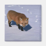 Red Fox on snow Refrigerator Magnets