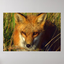 Red Fox photographic poster