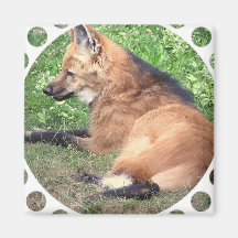 Red Fox Pictures Square Magnet