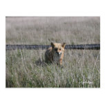 Red Fox Postcards