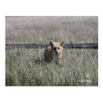 Red Fox postcards