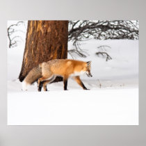 Red Fox Print