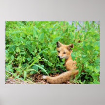 Red Fox Poster
