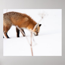 Red Fox Print