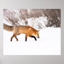 Red Fox Posters