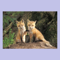 Red Fox pup in front of den Vulpes vulpes) photography
