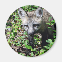 Red Fox Pup Magnets