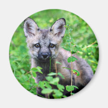 Red Fox Pup Refrigerator Magnet