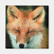 Red Fox Refrigerator Magnet