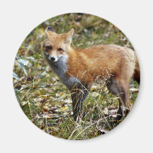 Red Fox Refrigerator Magnet