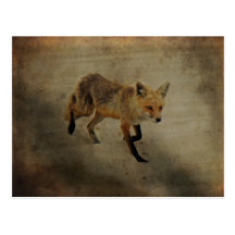 Red Fox Vixen - Island Beach State Park - NJ Post Card