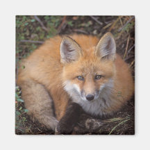 red fox, Vulpes vulpes, in fall colours along Magnet