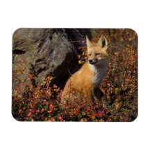 red fox, Vulpes vulpes, in fall colours along the  Flexible Magnets
