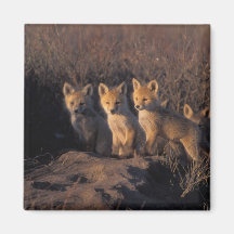 red fox, Vulpes vulpes, kits outside their Fridge Magnet