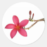 Red Frangipani flower Round Stickers