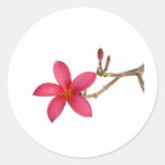 Red Frangipani flower Stickers