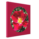 Red / Fuchsia rose Stretched Canvas Print