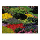 Red Garden setting flowers Post Cards